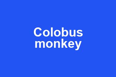 Colobus monkey