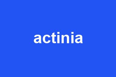 actinia