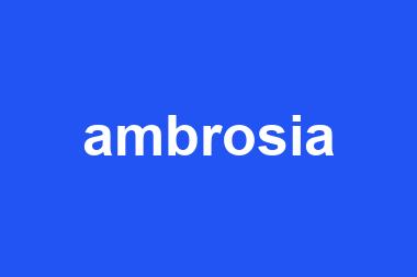 ambrosia