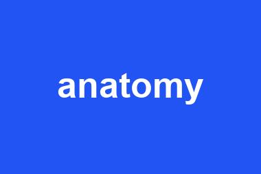 anatomy