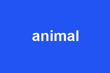 animal