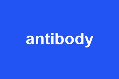 antibody