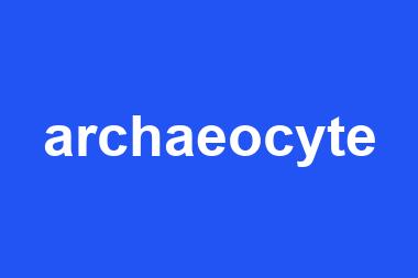 archaeocyte