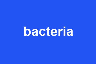 bacteria