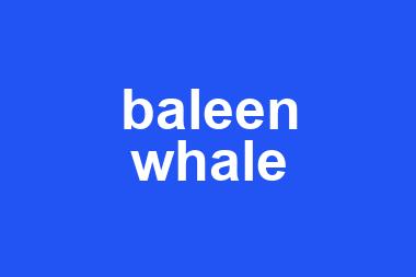 baleen whale