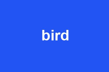 bird