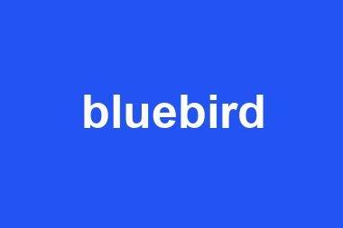 bluebird