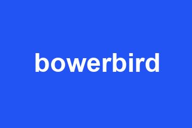 bowerbird