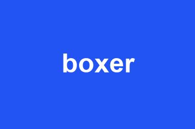 boxer