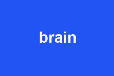 brain