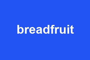 breadfruit