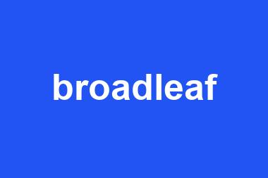 broadleaf