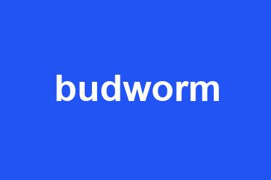 budworm