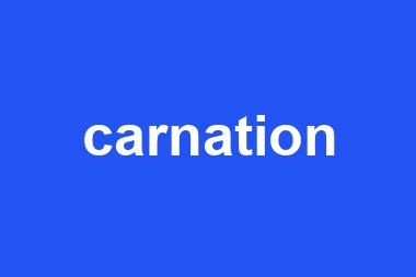 carnation