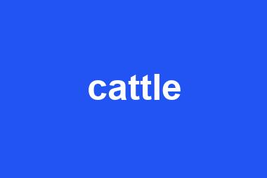 cattle