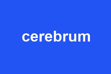 cerebrum