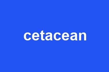 cetacean