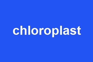 chloroplast