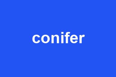 conifer