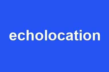 echolocation