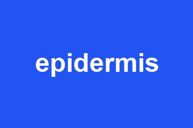 epidermis