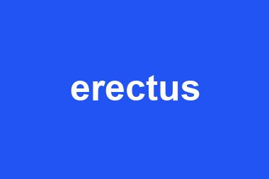 erectus