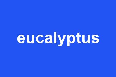 eucalyptus