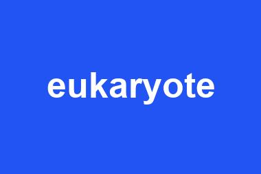 eukaryote