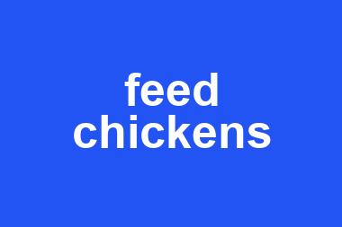 feed chickens