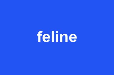 feline