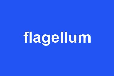 flagellum