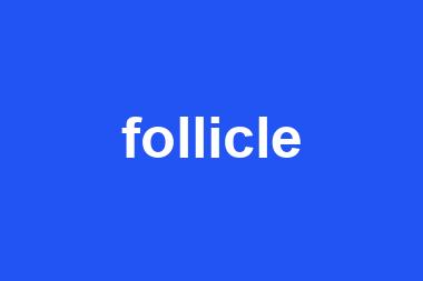 follicle