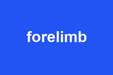 forelimb