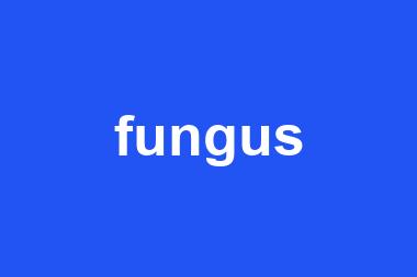 fungus