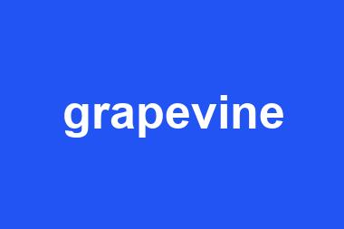 grapevine