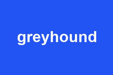 greyhound