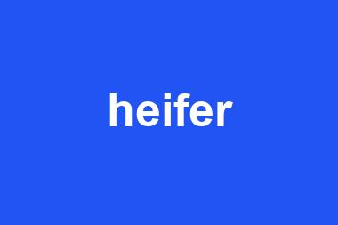 heifer