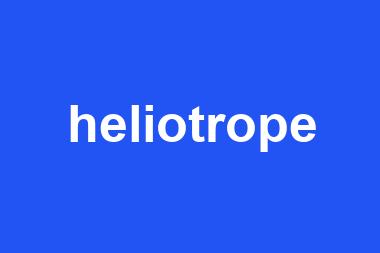 heliotrope