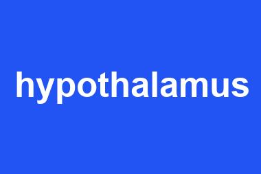 hypothalamus