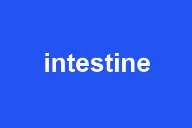 intestine