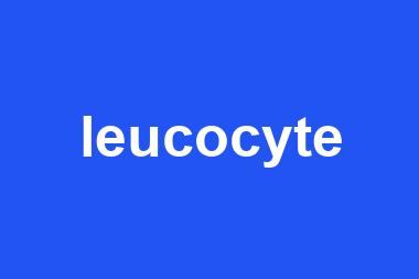 leucocyte