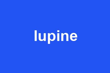 lupine