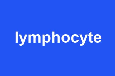 lymphocyte