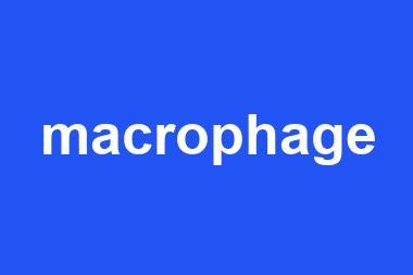 macrophage