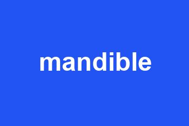 mandible