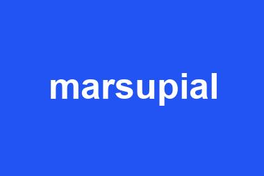 marsupial