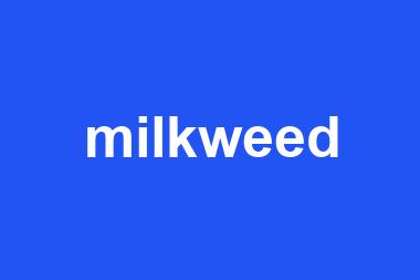 milkweed