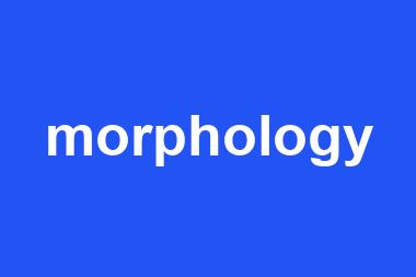 morphology