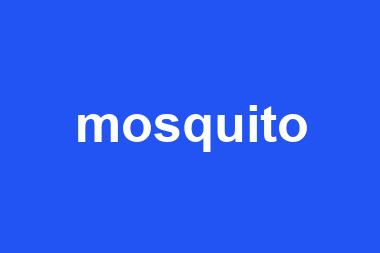 mosquito