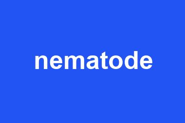 nematode